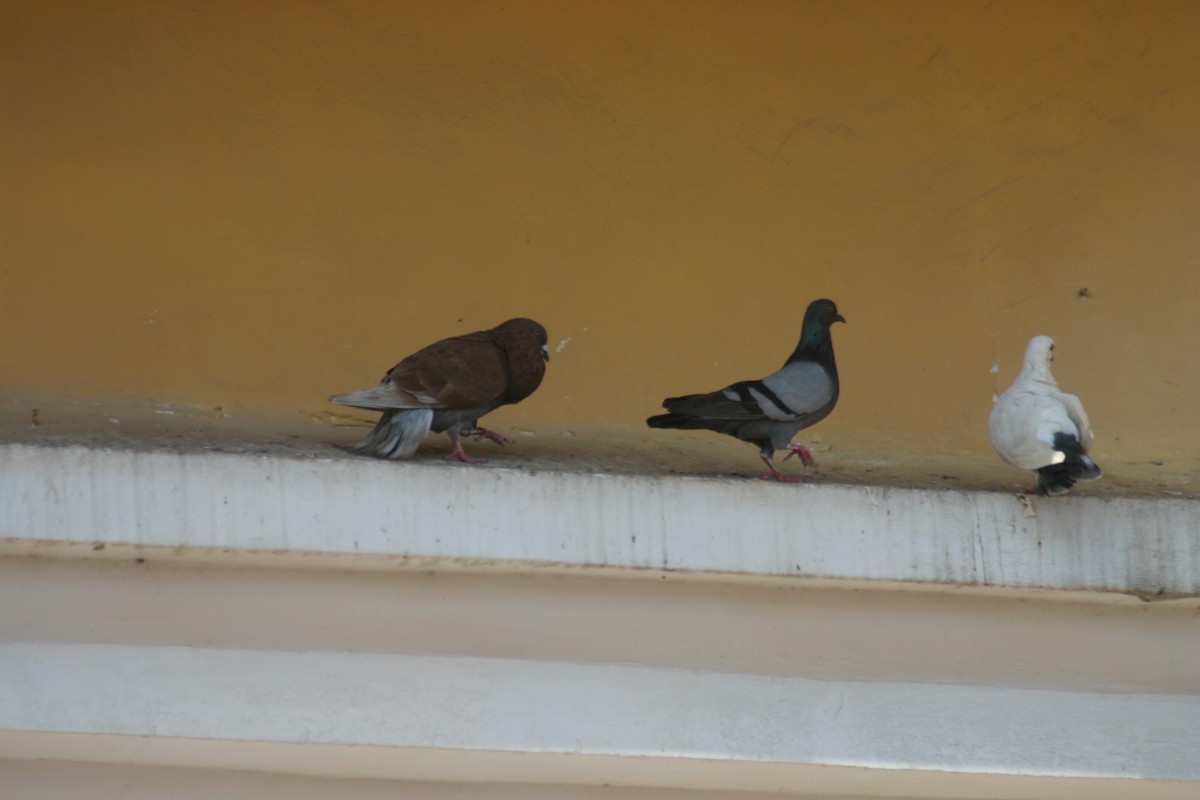 Rock Pigeon (Feral Pigeon) - Sylvie Vanier🦩