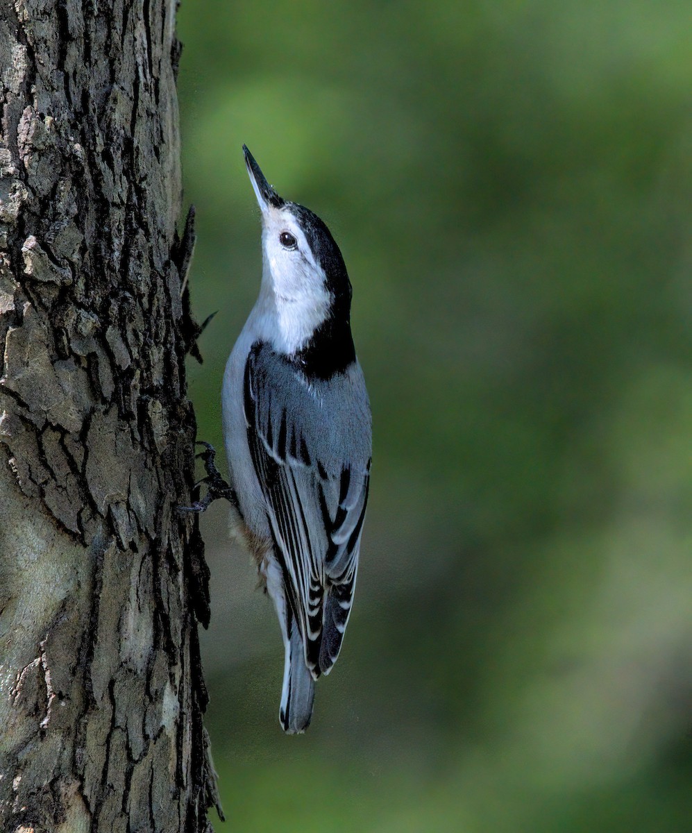 White-breasted Nuthatch - ML618332651