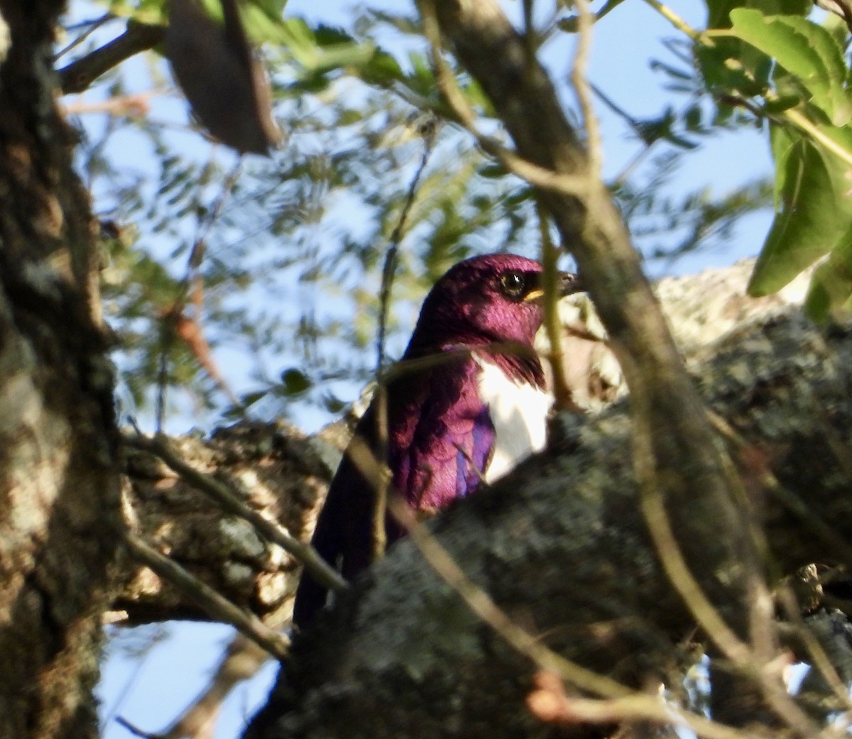 Violet-backed Starling - ML618332699