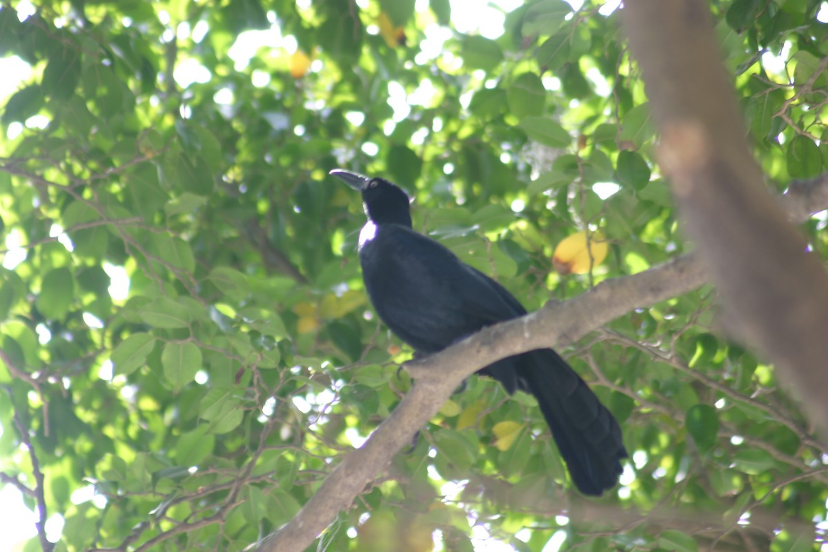 Great-tailed Grackle - ML618332712