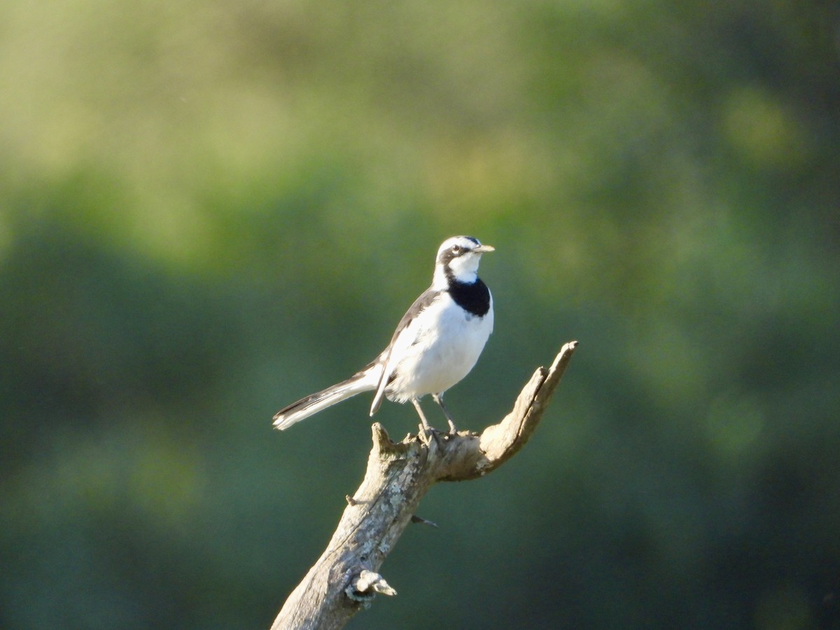 African Pied Wagtail - ML618332717