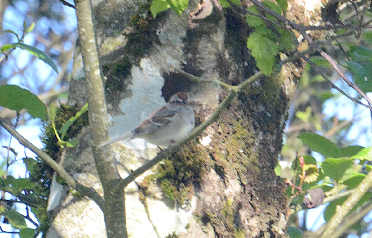 American Tree Sparrow - ML618332719