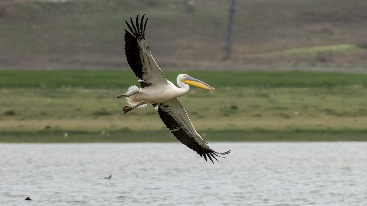 pelikán bílý - ML618332734