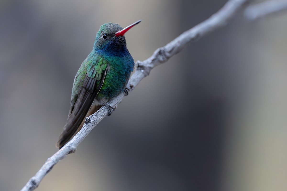 Broad-billed Hummingbird - ML618332746