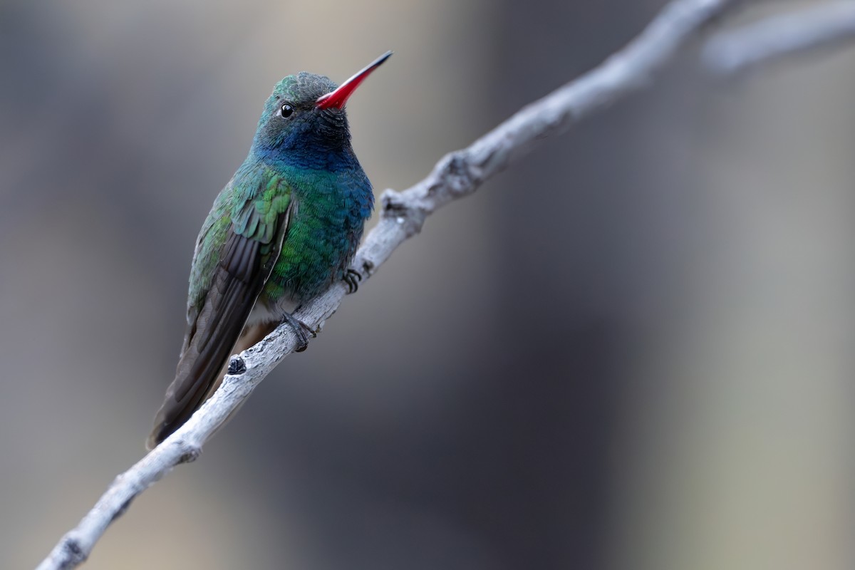 Broad-billed Hummingbird - Matt Zuro