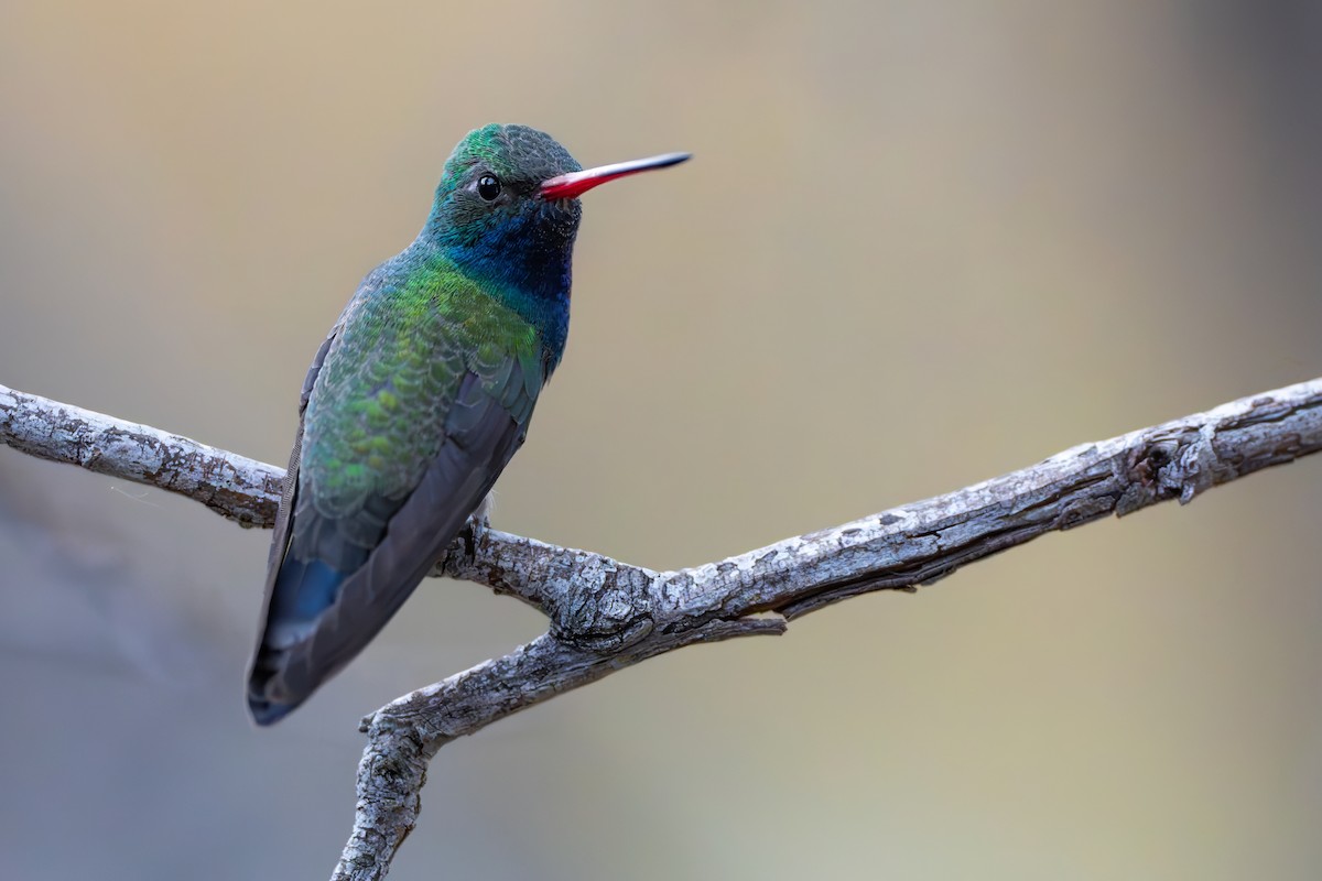 Broad-billed Hummingbird - ML618332749