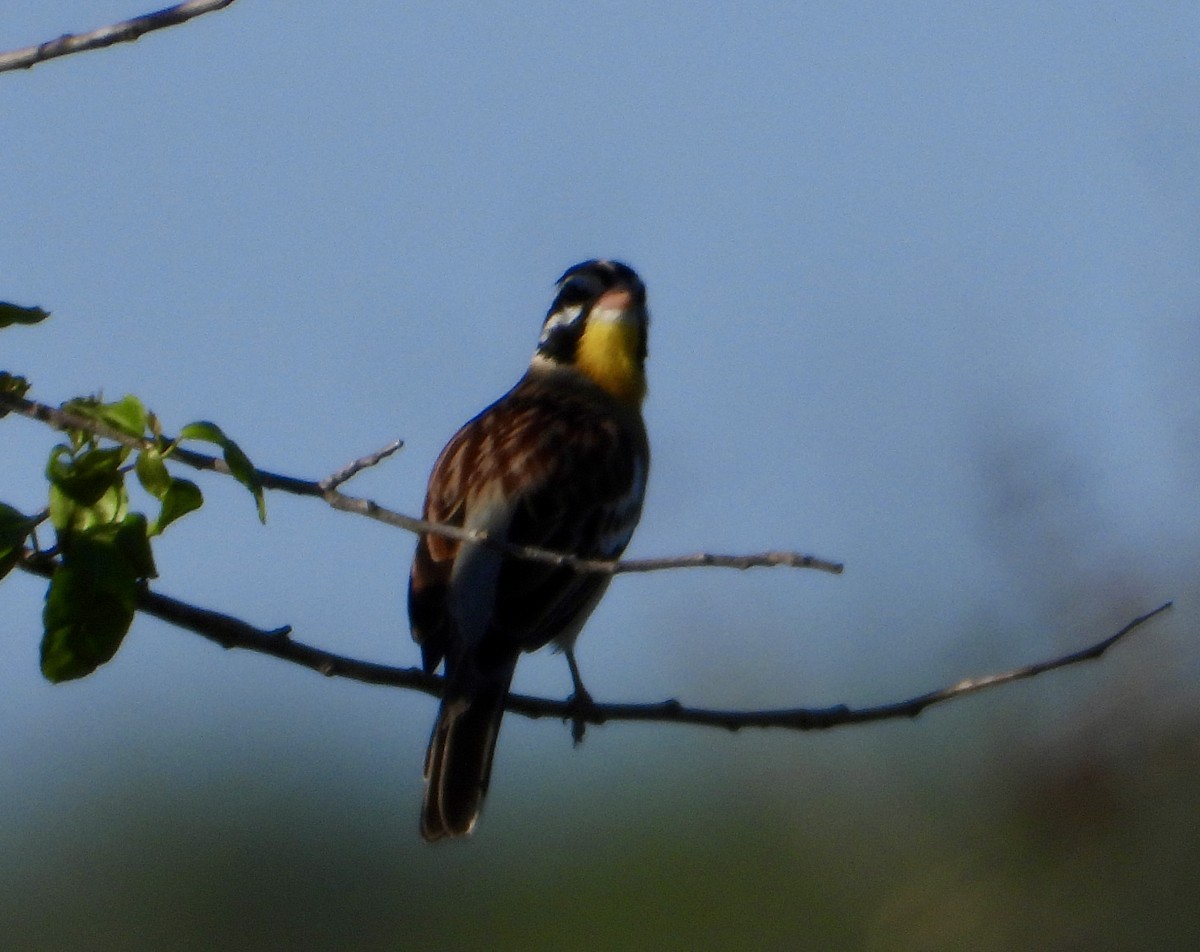 Golden-breasted Bunting - ML618332764
