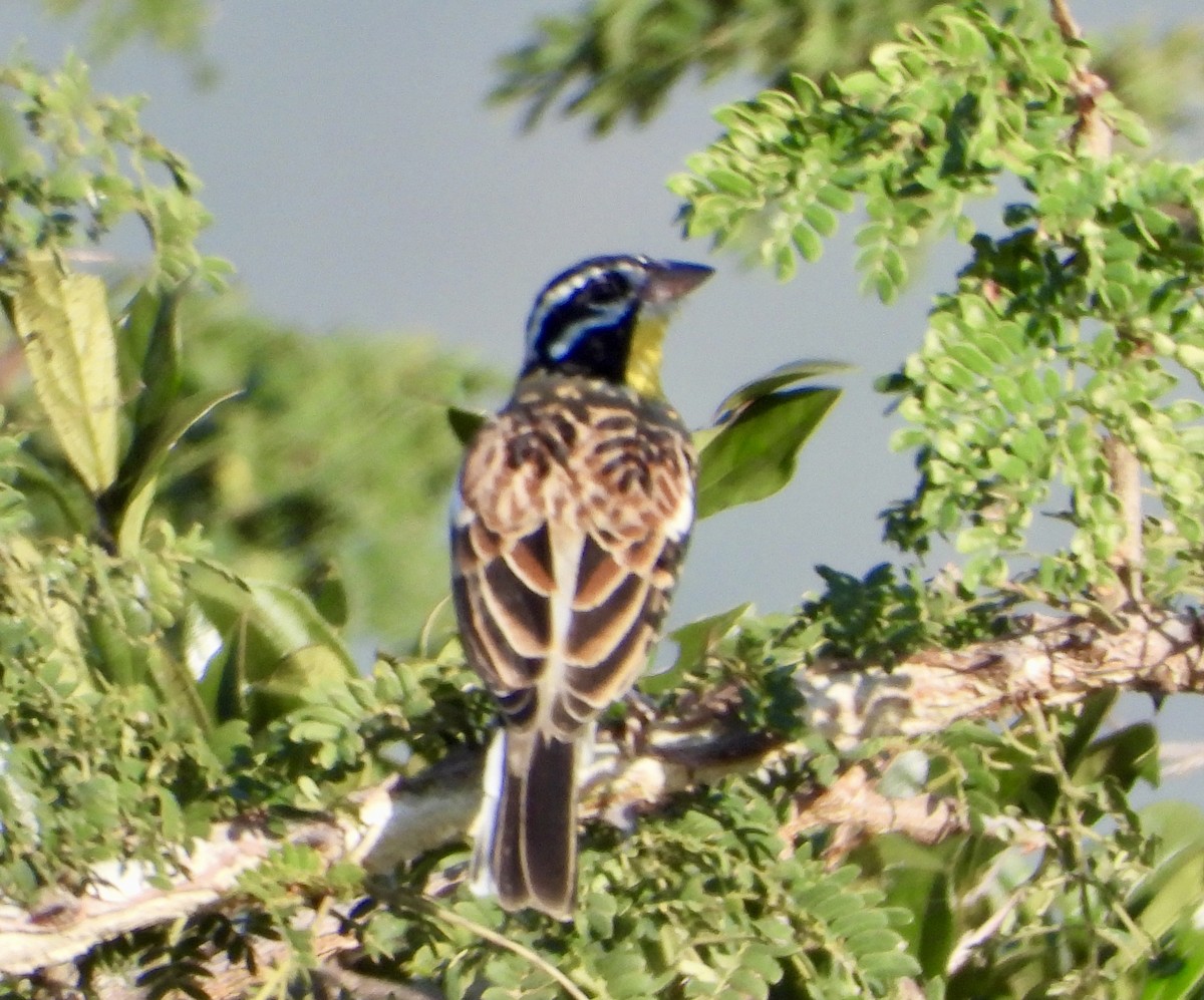 Golden-breasted Bunting - ML618332765