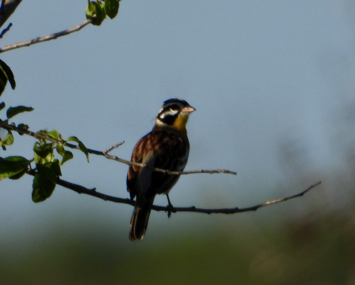 Golden-breasted Bunting - ML618332766