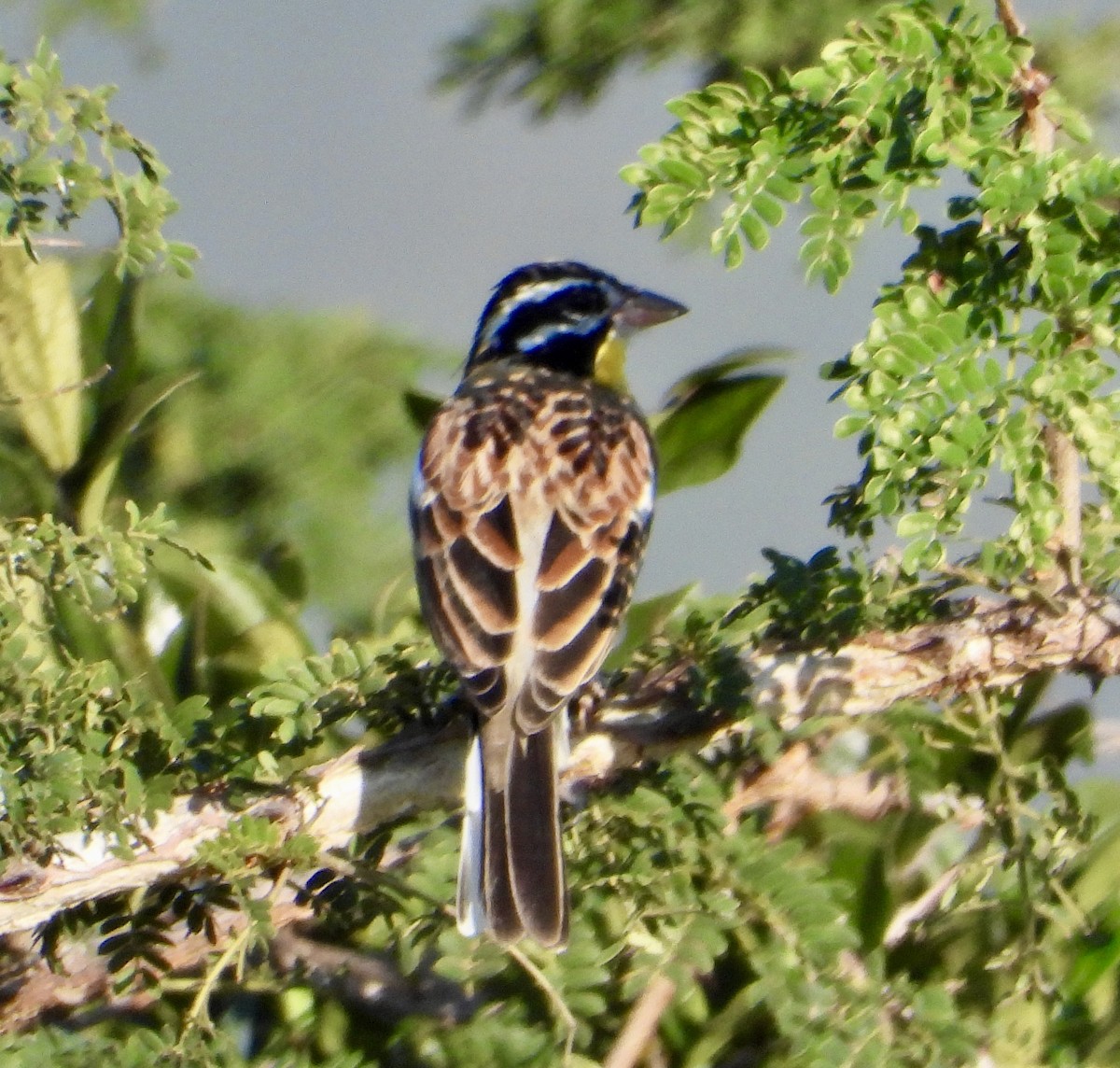 Golden-breasted Bunting - ML618332767