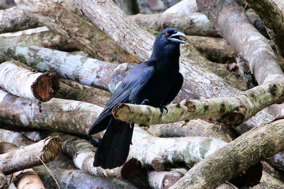 White-necked Crow - ML618332774
