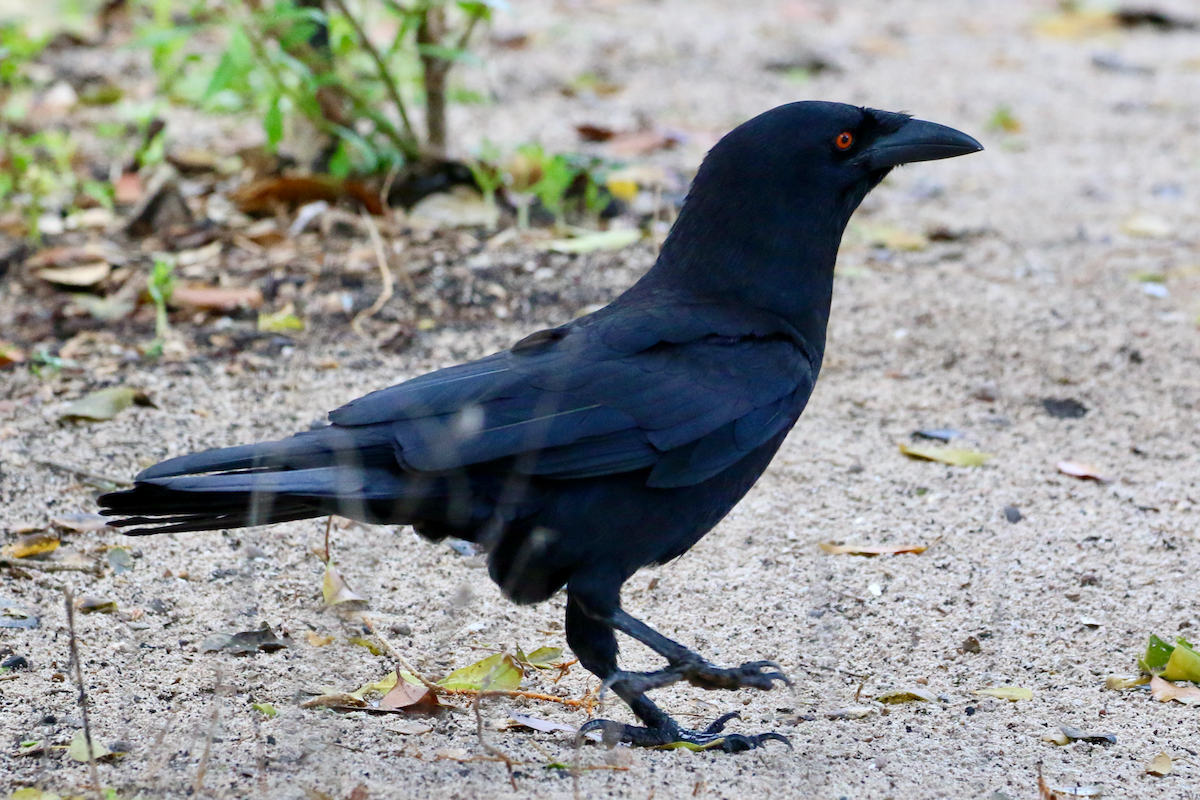 White-necked Crow - ML618332784