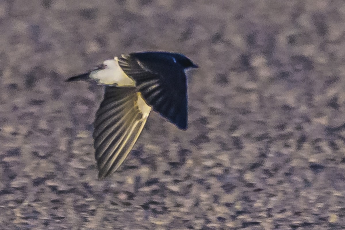 White-rumped Swallow - ML618332819