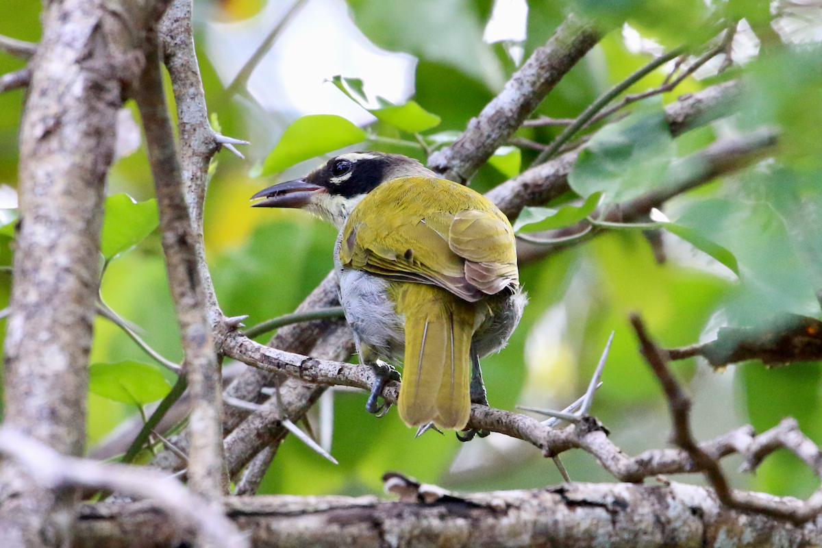 Black-crowned Palm-Tanager - ML618332829
