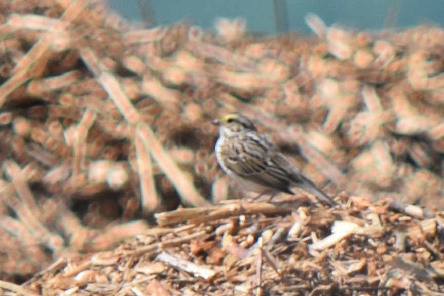 Savannah Sparrow - ML618332835