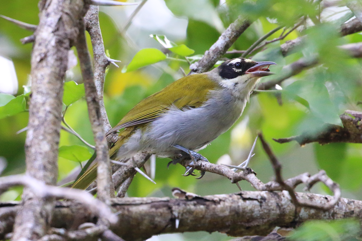 Black-crowned Palm-Tanager - ML618332836
