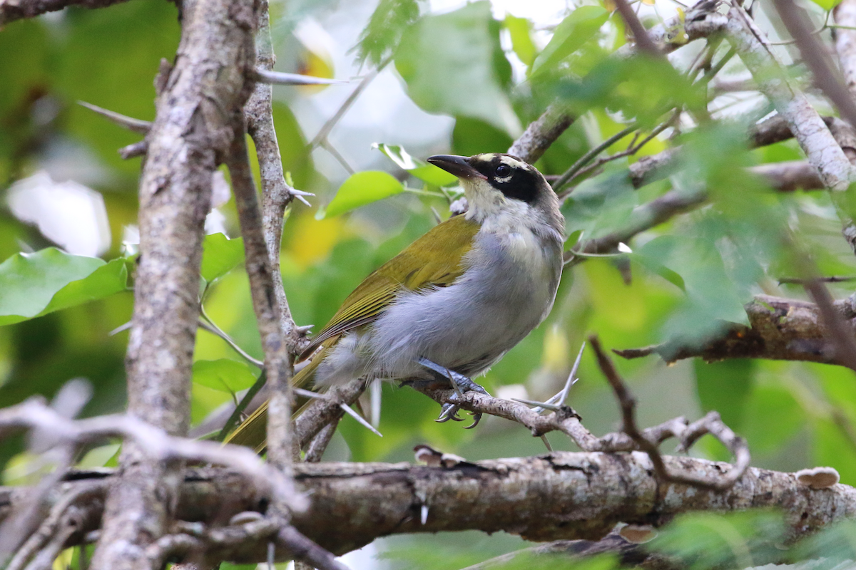 Black-crowned Palm-Tanager - ML618332838