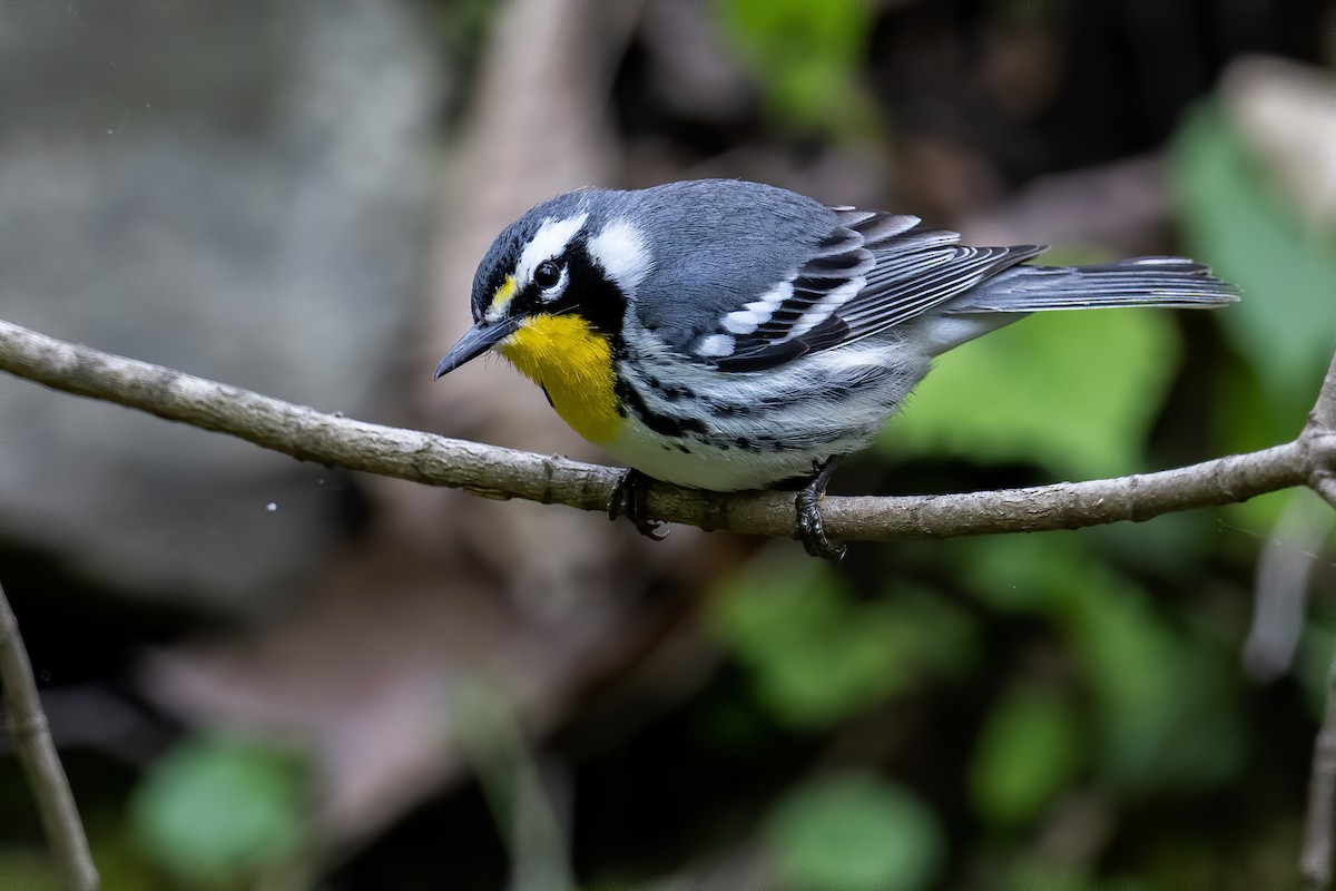 Yellow-throated Warbler - Matthew Addicks