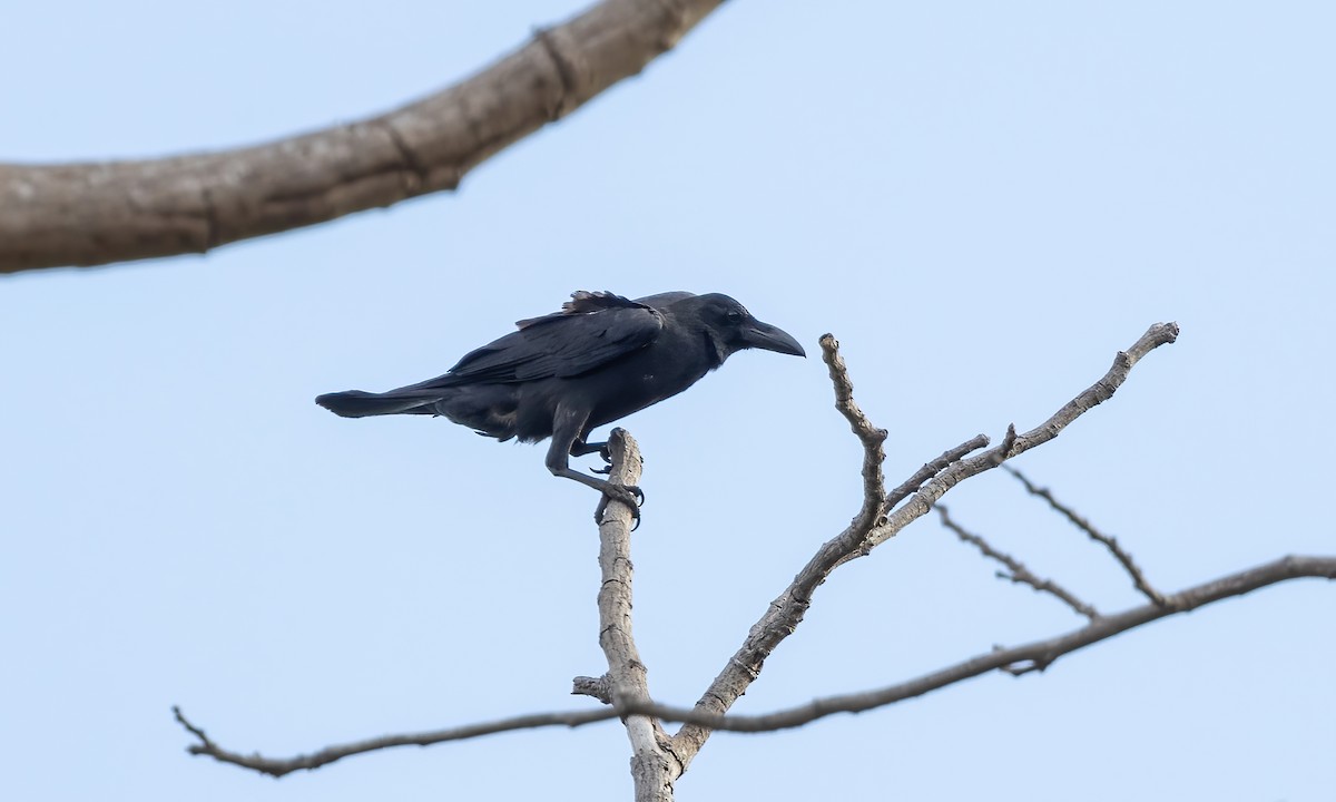 Large-billed Crow - ML618332852