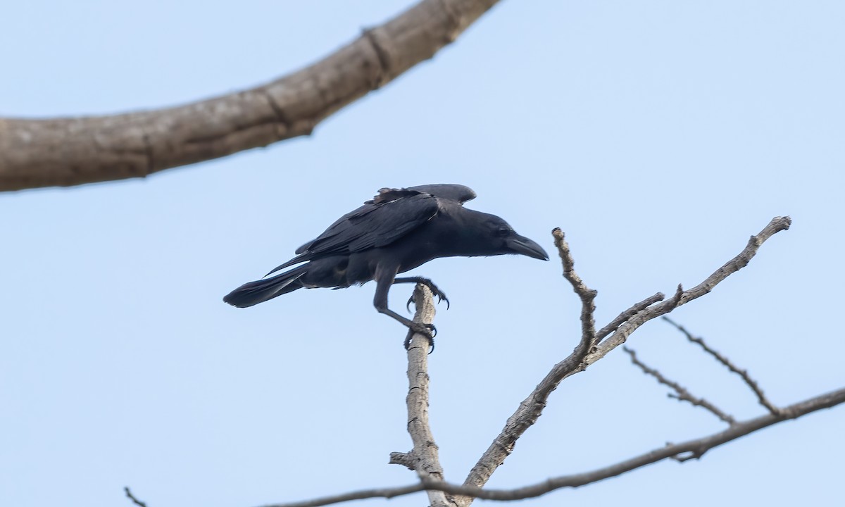 Large-billed Crow - ML618332853