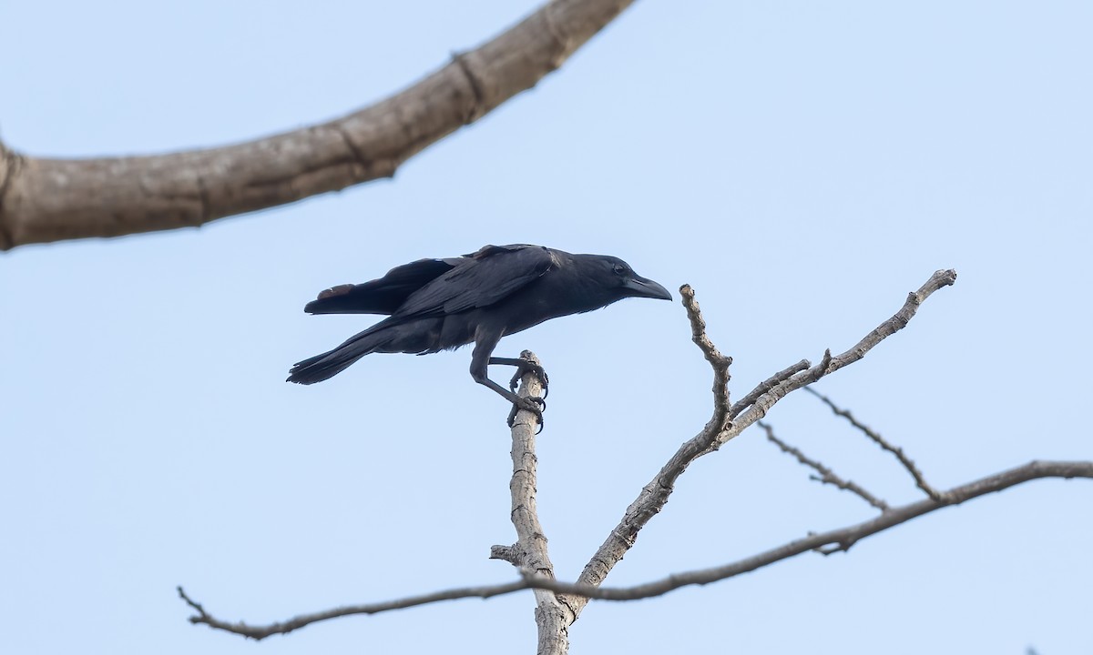 Large-billed Crow - Paul Fenwick