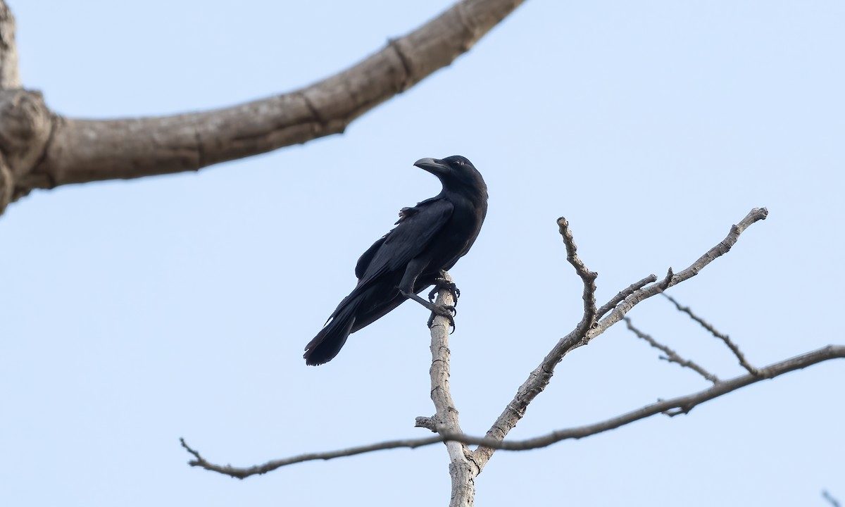 Large-billed Crow - ML618332855