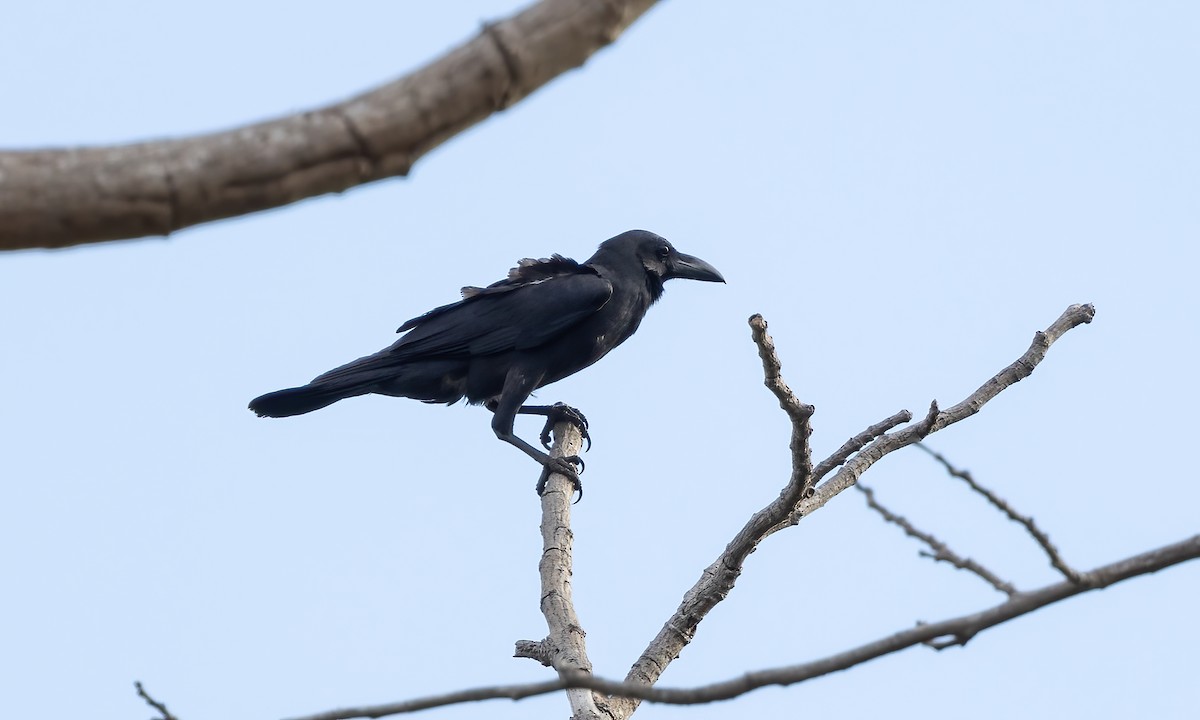 Large-billed Crow - ML618332856