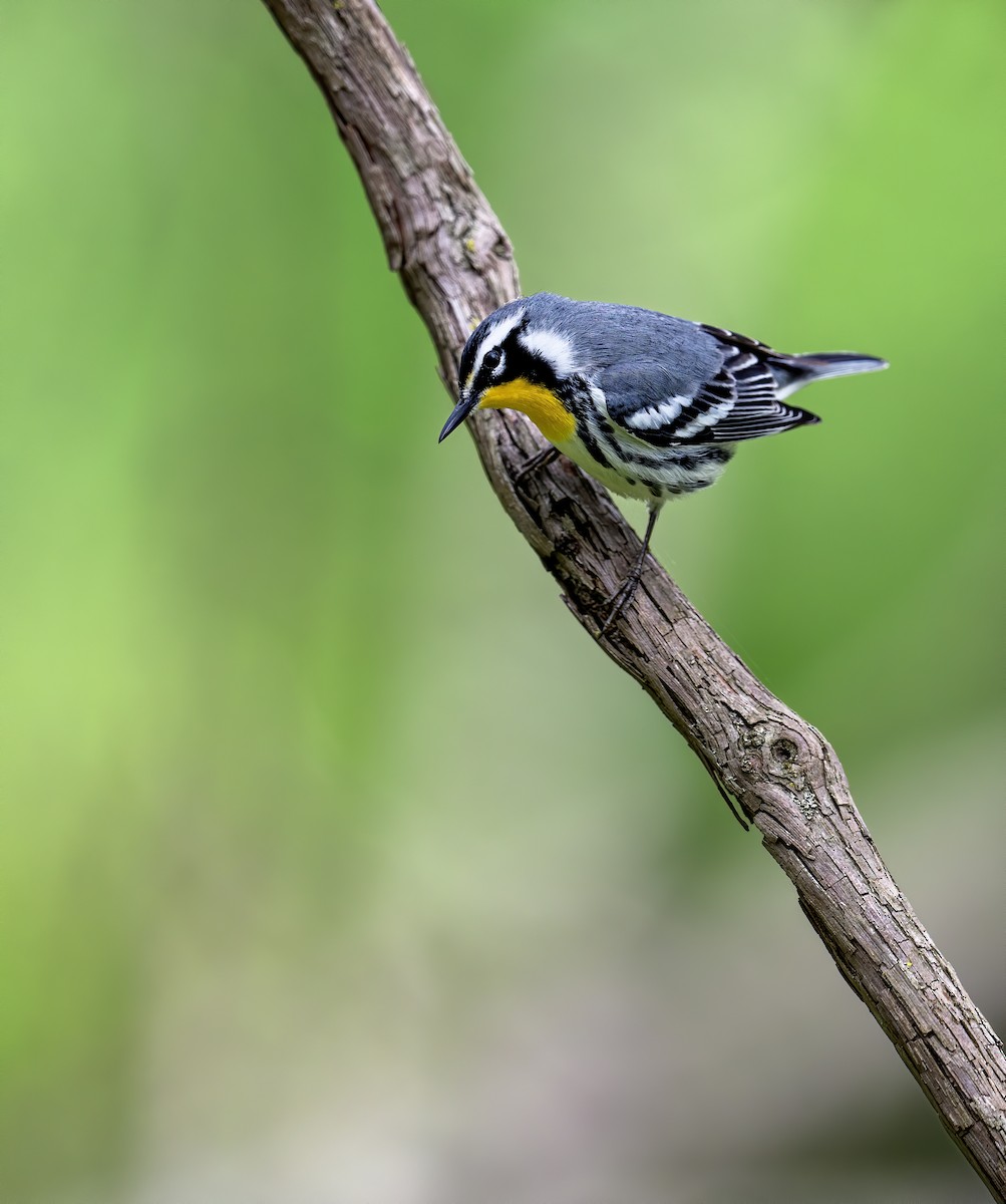 Yellow-throated Warbler - ML618332861