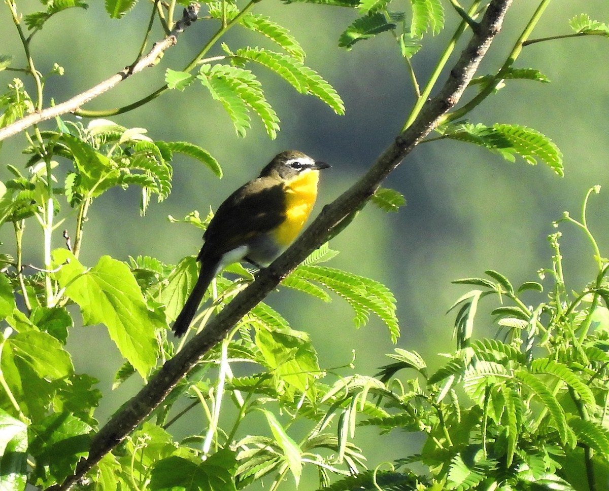 Yellow-breasted Chat - ML618332882