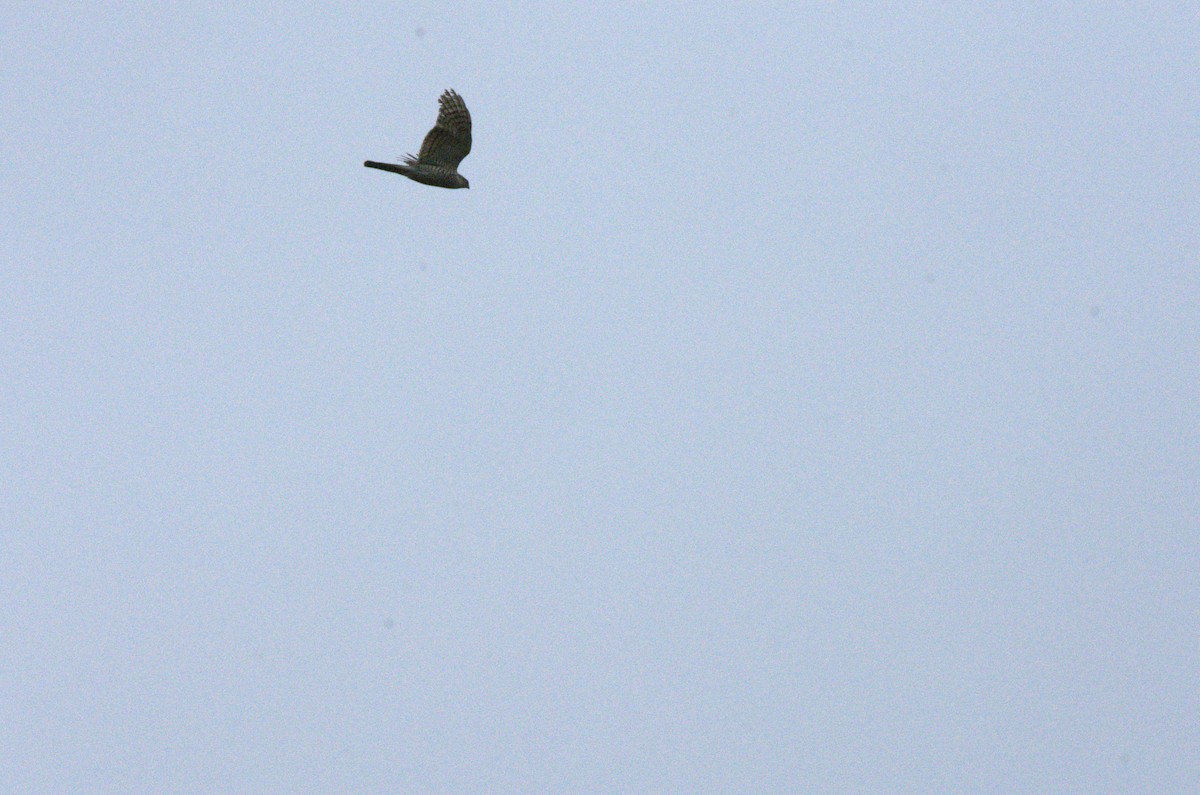 Eurasian Sparrowhawk - ML618332909