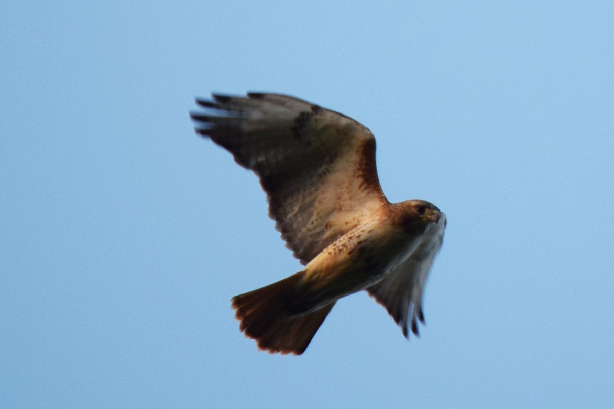 Red-tailed Hawk - ML618332910