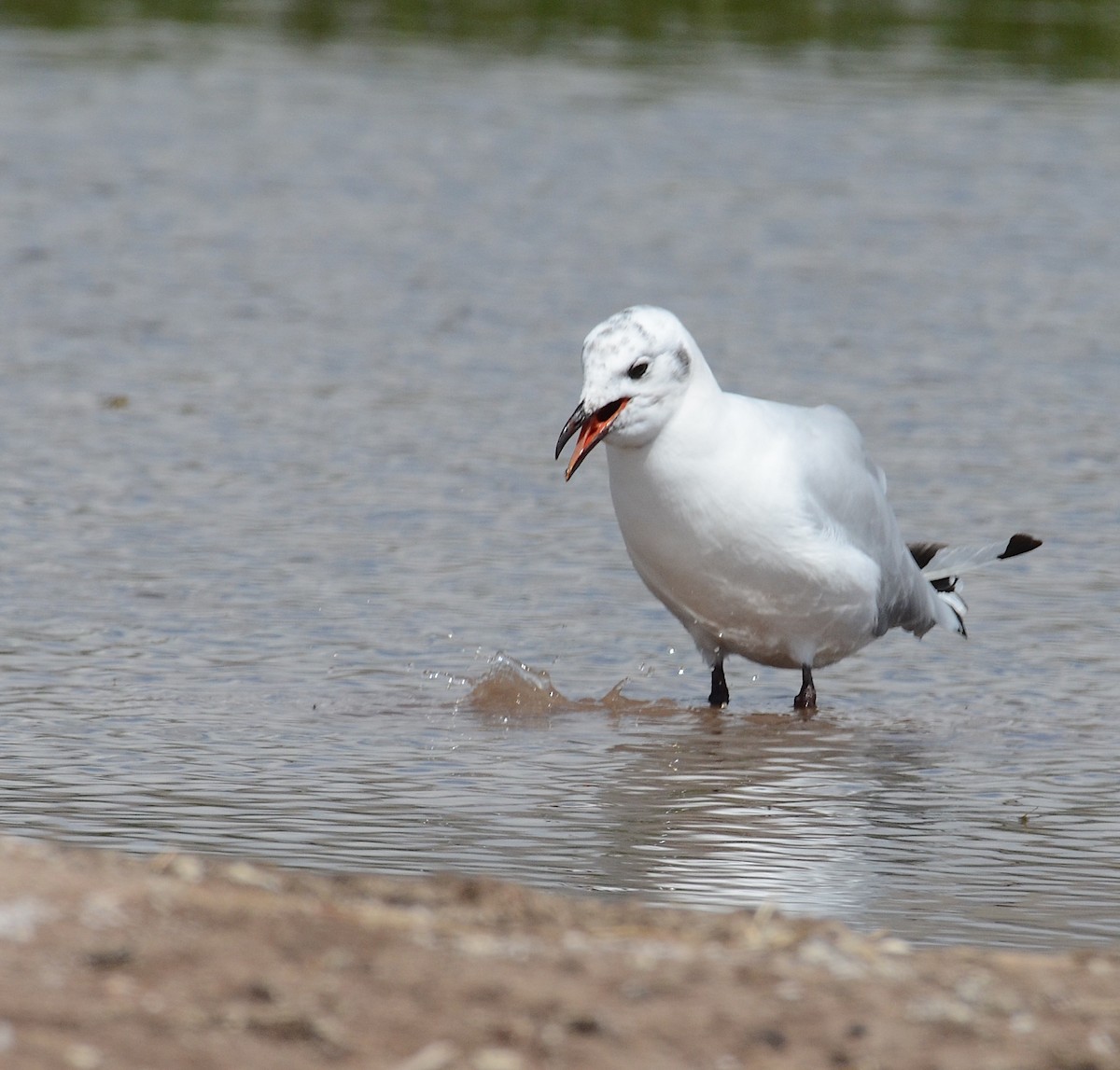 Andean Gull - Andrew Mack