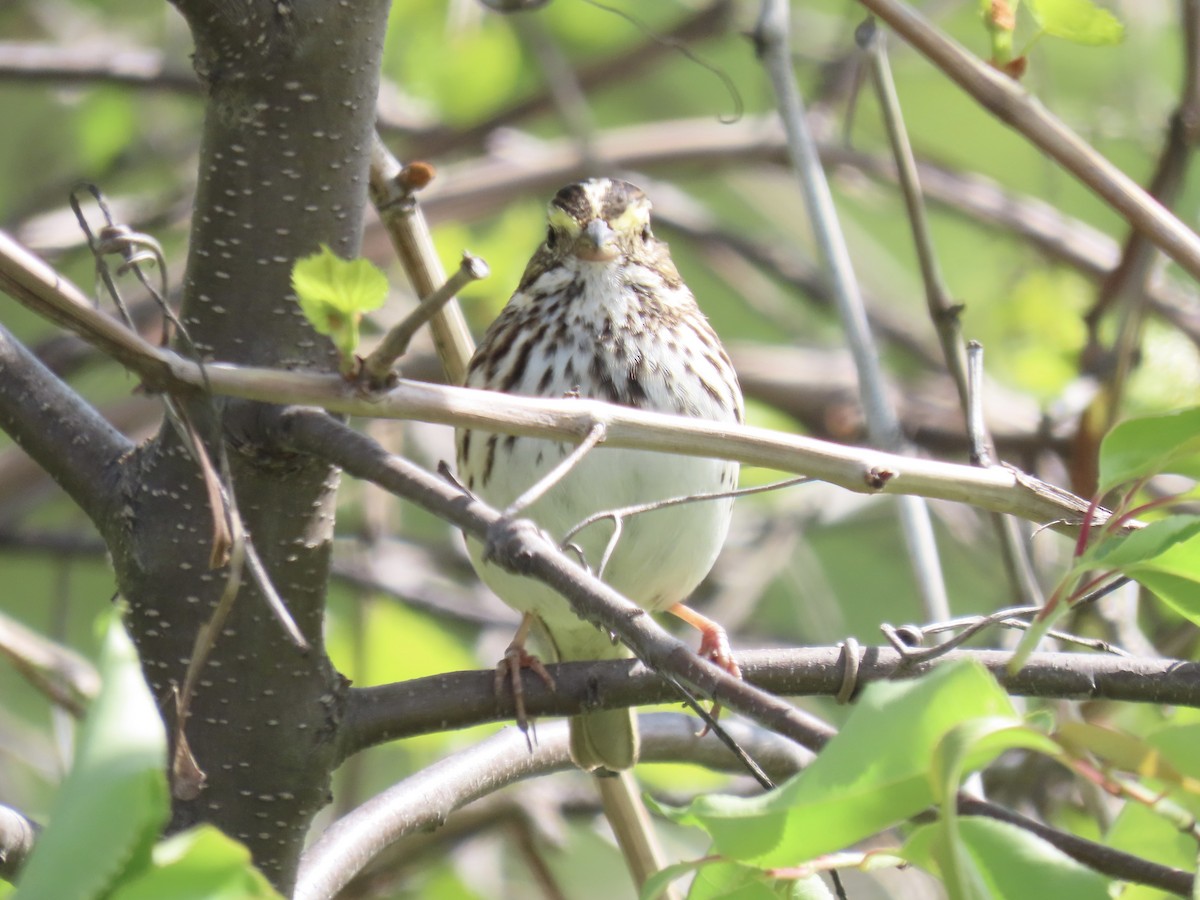 Savannah Sparrow (Savannah) - ML618333005