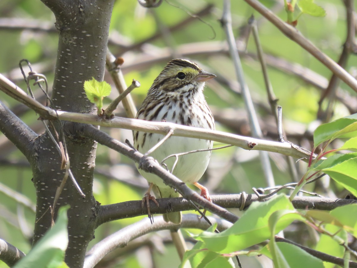 Savannah Sparrow (Savannah) - ML618333010