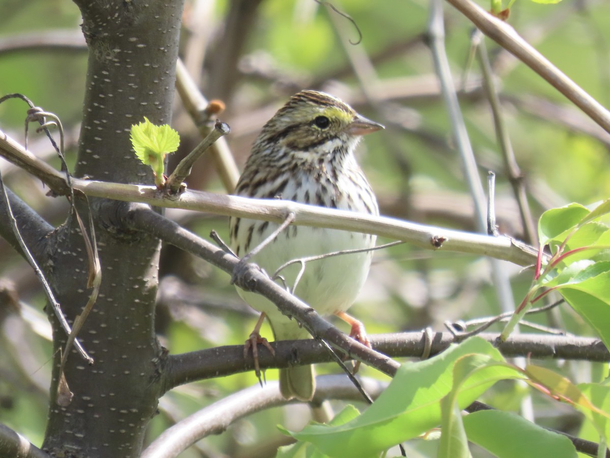 Savannah Sparrow (Savannah) - ML618333015