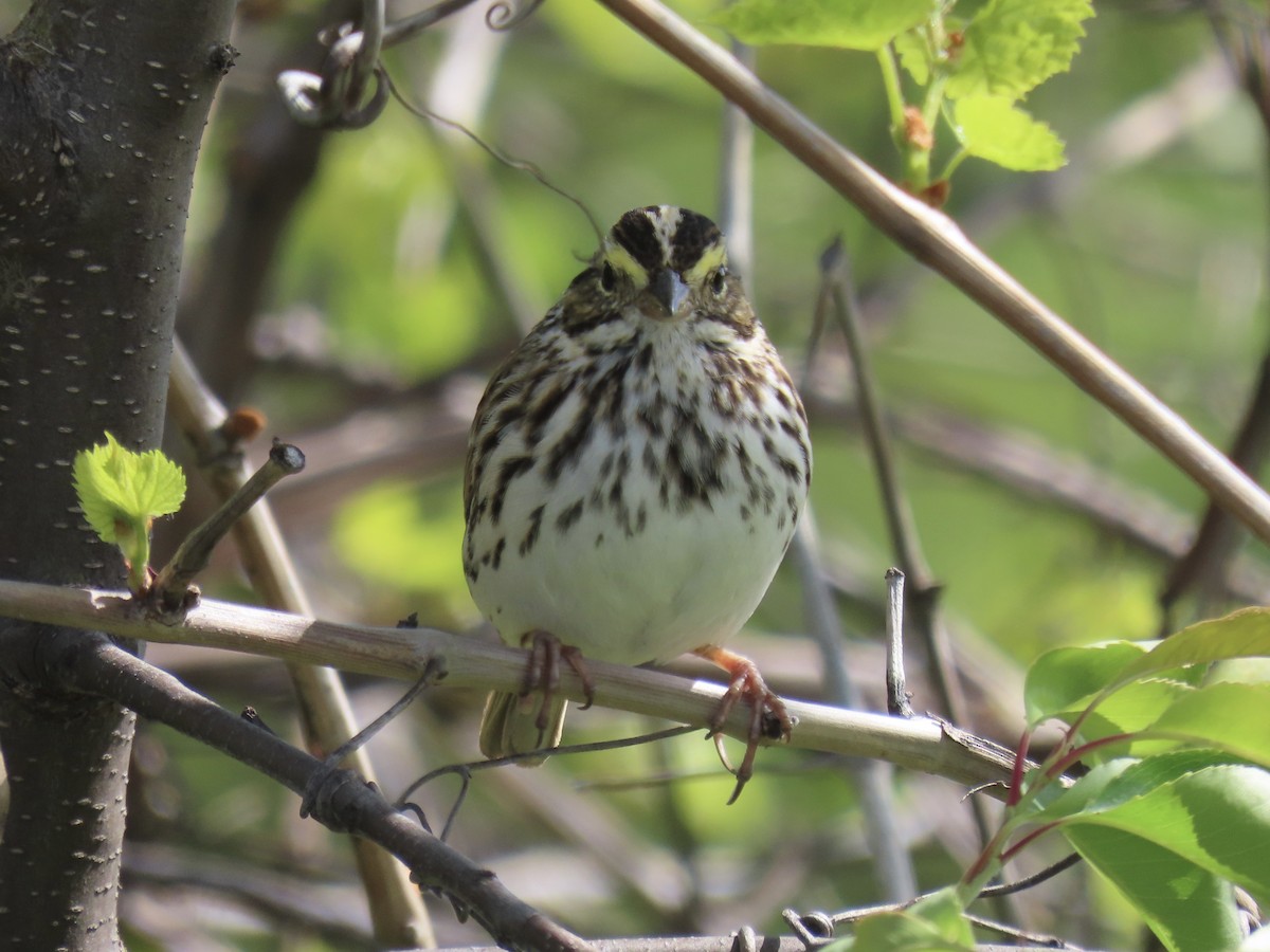 Savannah Sparrow (Savannah) - ML618333018