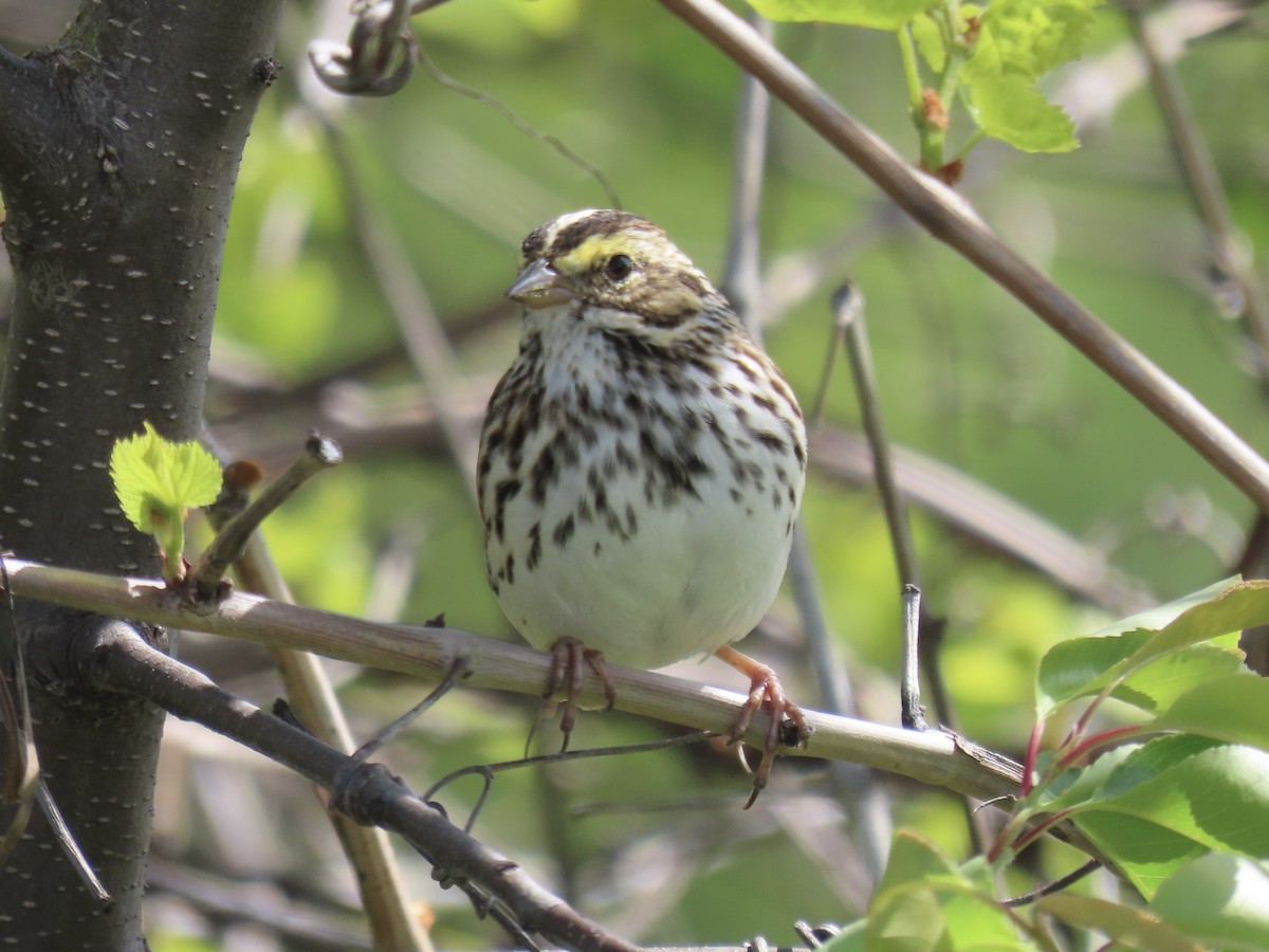 Savannah Sparrow (Savannah) - ML618333019
