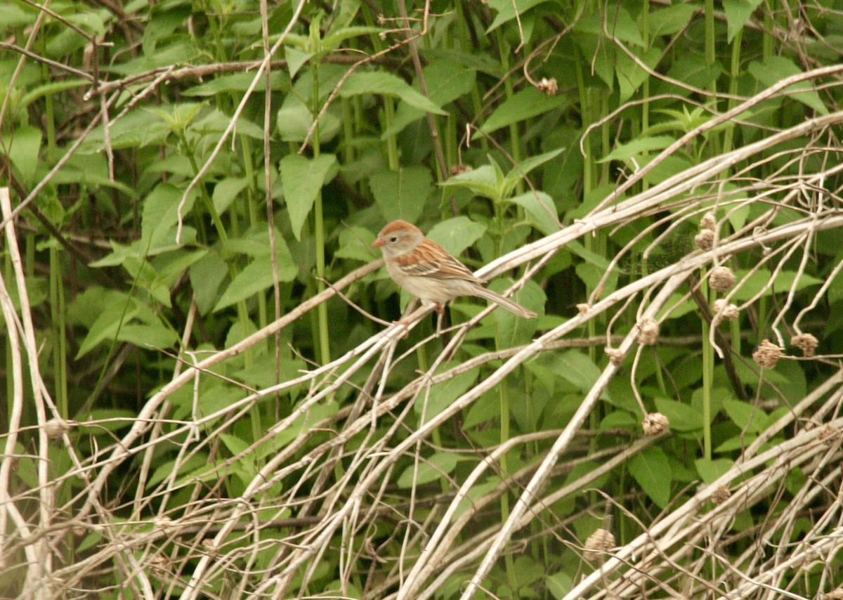Field Sparrow - ML618333039