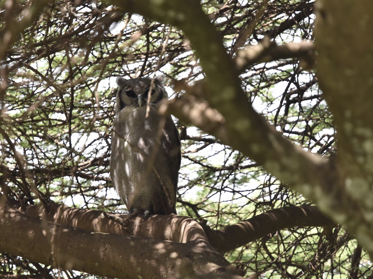 Verreaux's Eagle-Owl - ML618333047