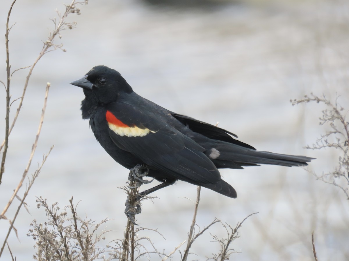 Red-winged Blackbird - ML618333086