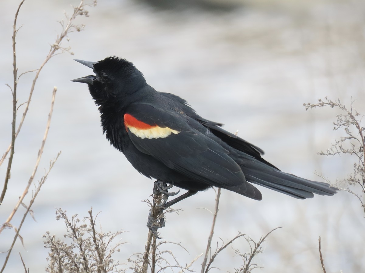 Red-winged Blackbird - ML618333087