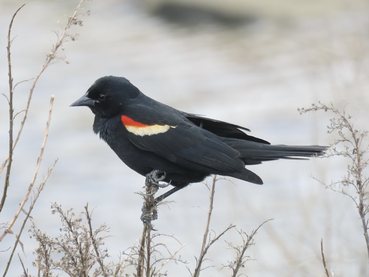 Red-winged Blackbird - ML618333088