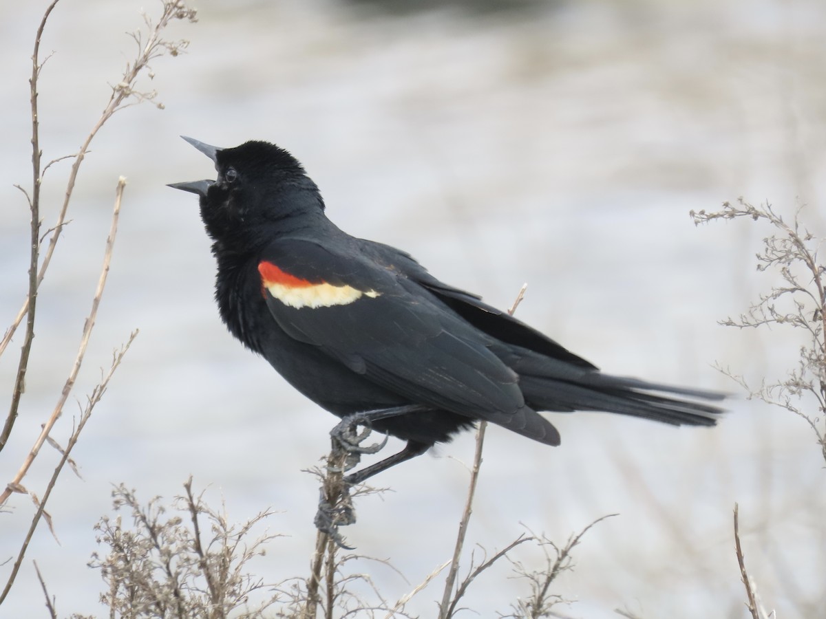 Red-winged Blackbird - ML618333091