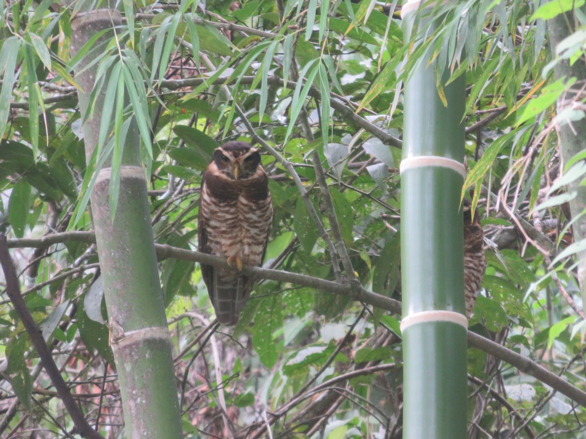 Band-bellied Owl - ML618333096