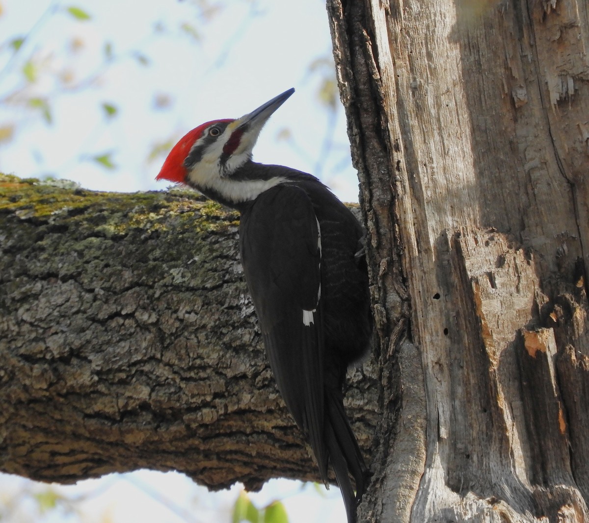 Pileated Woodpecker - ML618333115