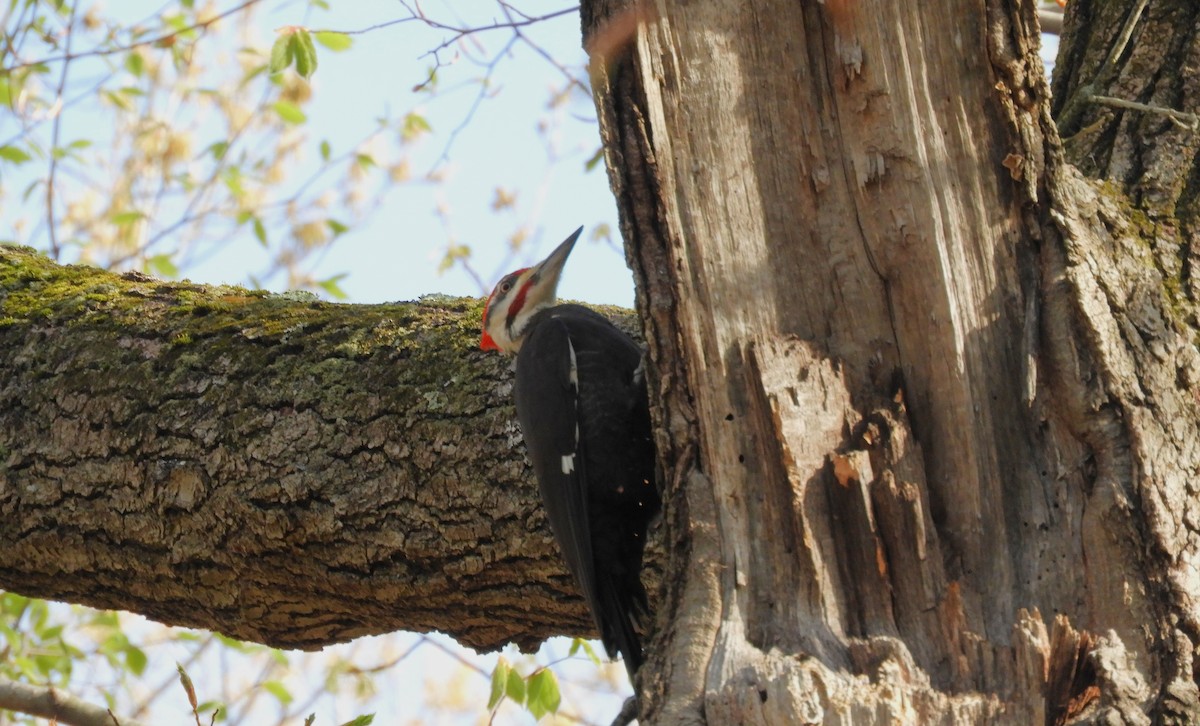 Pileated Woodpecker - Laura Markley