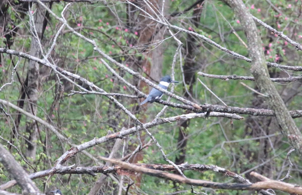 Belted Kingfisher - ML618333128