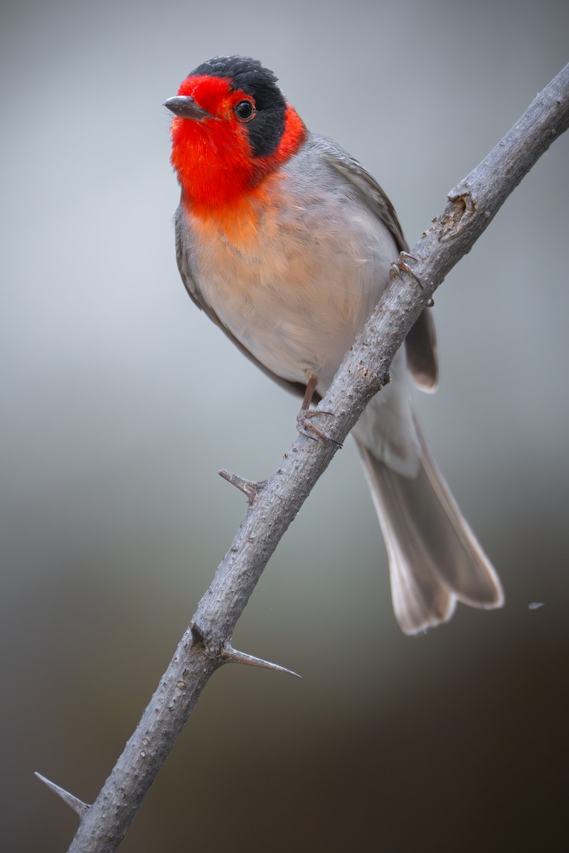 Red-faced Warbler - Matt Zuro