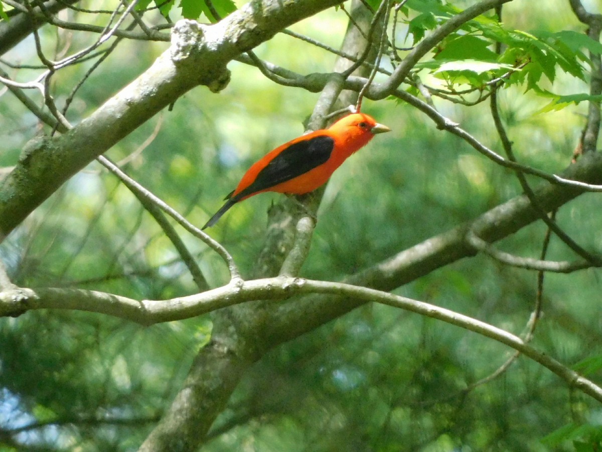 Scarlet Tanager - ML618333185