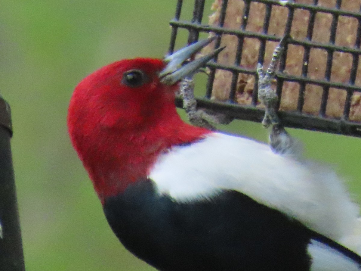 Red-headed Woodpecker - ML618333187